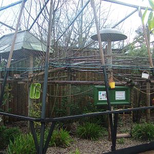 Geoffroy's Marmoset exhibit at Tropical Wings 29/11/09