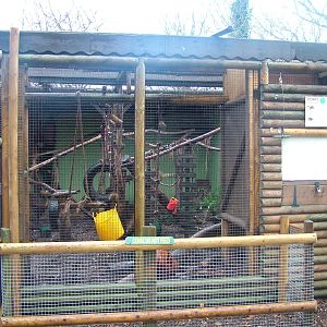 Ring-tailed Coati exhibit at Tropical Wings 29/11/09