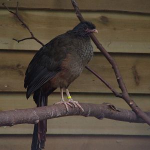 West Mexican Chachalaca at Tropical Wings 29/11/09