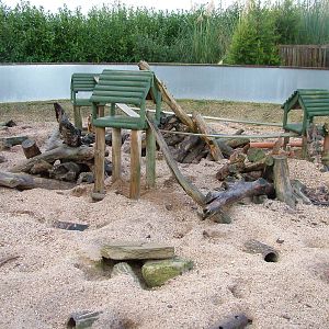 Meerkat exhibit at Tropical Wings 29/11/09
