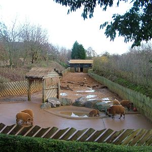 Red River Hog exhibit at Colchester 29/11/09