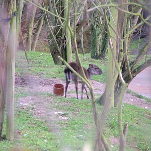 Blue Duiker at Colchester 29/11/09