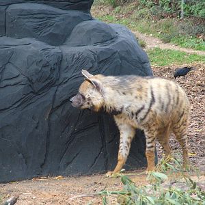 Striped Hyaena at Colchester 29/11/09