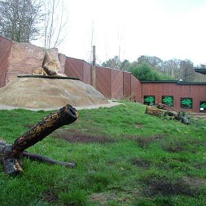 Lion Rock at Colchester 29/11/09