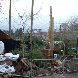 Amur Leopard enclosure construction at Colchester 29/11/09