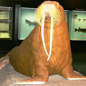 Walrus 'Antje'; Hamburg University Zoology Museum; September 2007