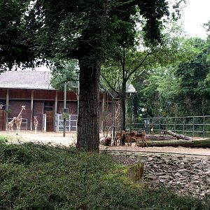 Cologne Zoo - Giraffe enclosure