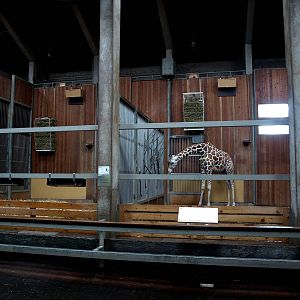Cologne Zoo - Giraffe House