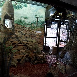 Cologne Zoo - Ring-tailed mongoose exhibit