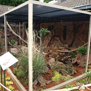 Cologne Zoo - Ring-tailed mongoose exhibit