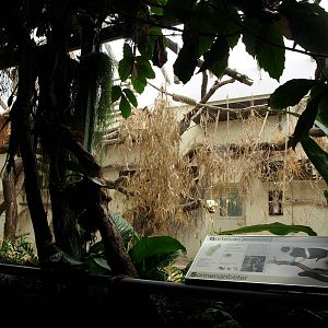 Cologne Zoo - Madagascar House