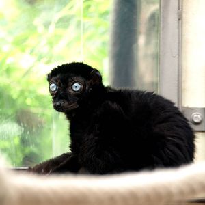Cologne Zoo - Blue-eyed black lemur
