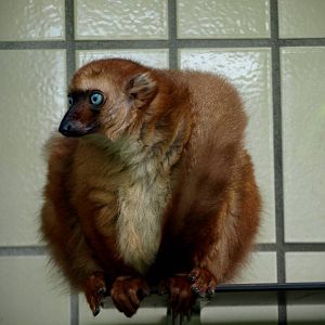 Cologne Zoo - Blue-eyed black lemur