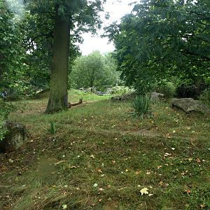 Cologne Zoo - Cheetah exhibit