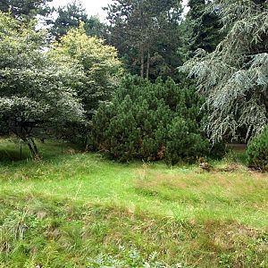 Cologne Zoo - Pudu exhibit