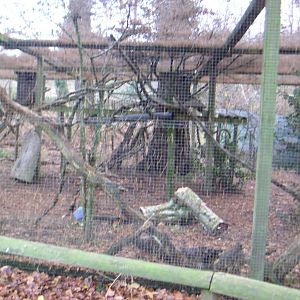 Pine Marten Enclosure