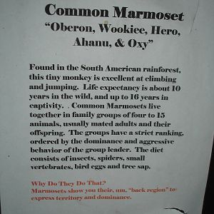 Marmoset sign