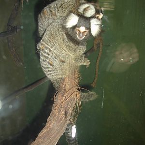 Common Marmosets
