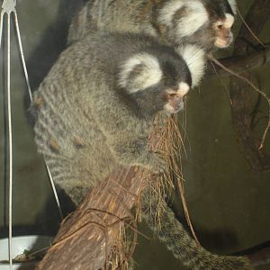 Common Marmosets