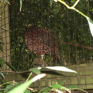 Temminks Tragopan