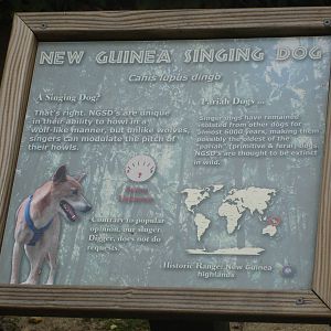 New Guinea Singing Dog sign