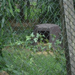 New Guinea Singing Dog
