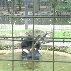 Himalayan Black Bear