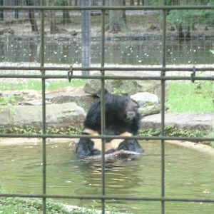 Himalayan Black Bear