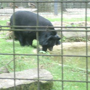 Himalayan Black Bear