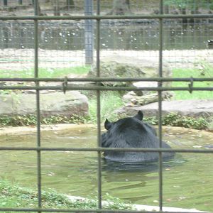 Himalayan Black Bear
