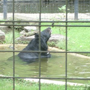 Himalayan Black Bear