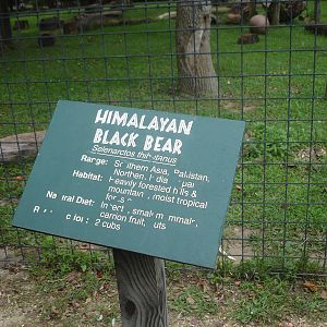 Himalayan Black Bear sign