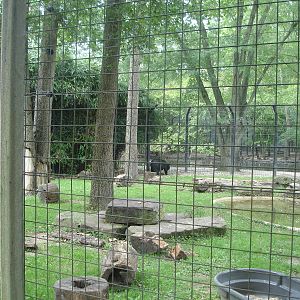 Himalayan Black Bear enclosure