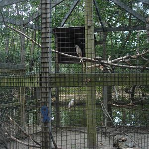 Cockatoos
