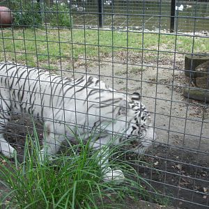 Bengal Tiger - white