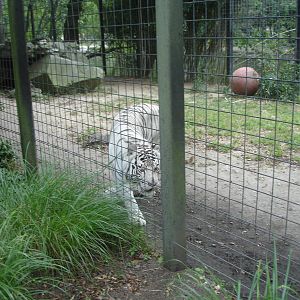 Bengal Tiger - white