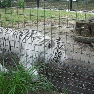 Bengal Tiger - white
