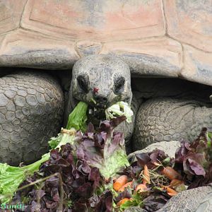 Galápagos giant tortoise