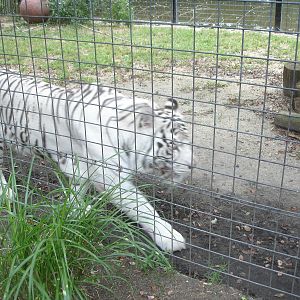 Bengal Tiger - white