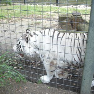 Bengal Tiger - white