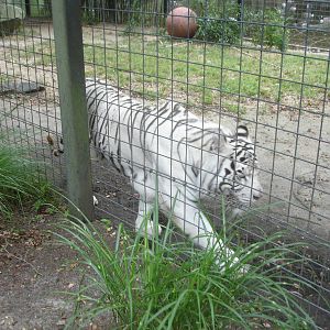 Bengal Tiger - white