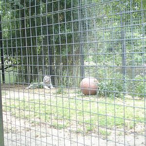 Bengal Tiger - white