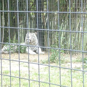Bengal Tiger - white