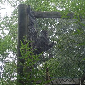 White-Handed Gibbon