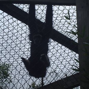 White-Handed Gibbon