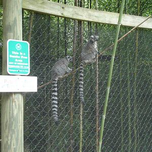 Ringtail Lemurs