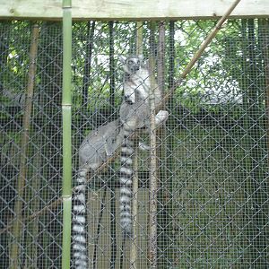 Ringtail Lemurs