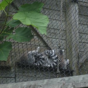 Ringtail lemurs