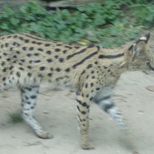 Serval
