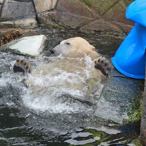 Not so nice to visit the polar bears this Sunday...